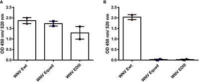 Immunization with different recombinant West Nile virus envelope proteins induces varying levels of serological cross-reactivity and protection from infection